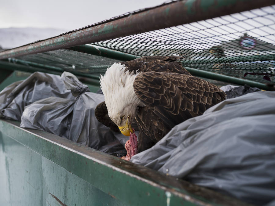 Un águila calva come restos de carne encontrados en un contenedor de basura de un supermercado en Dutch Harbor, Alaska, Estados Unidos.