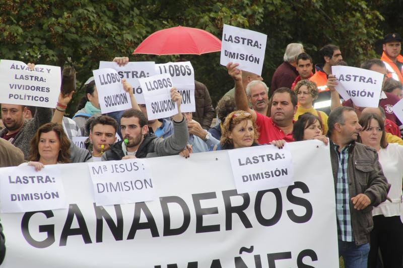 Ganaderos del centro y Oriente de Asturias se han manifestado en Infiesto, donde se celebraba el Festival de la Avellana, contra la expansión del lobo. El colectivo ha pedido la dimisión de los consejeros de Medio Ambiente y Medio Rural, Fernando Lastra y María Jesús Álvarez. 