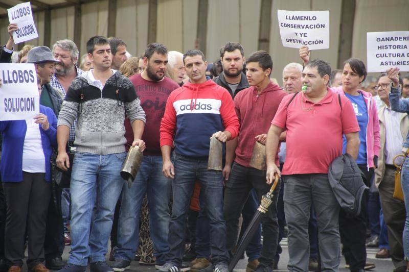 Ganaderos del centro y Oriente de Asturias se han manifestado en Infiesto, donde se celebraba el Festival de la Avellana, contra la expansión del lobo. El colectivo ha pedido la dimisión de los consejeros de Medio Ambiente y Medio Rural, Fernando Lastra y María Jesús Álvarez. 