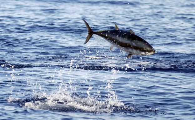 La intoxicación de un hombre en Asturias que compró atún rojo en Sevilla permite desmantelar una gran red de fraude