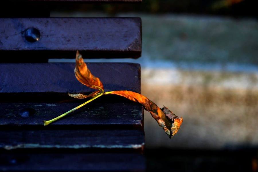 Ha llegado para quedarse... hasta diciembre, y ofrecernos unas espectaculares imágenes monocolor. Rincones bucólicos más propios de sueños de que despertares. Melancolía asturiana en verde y ocre.