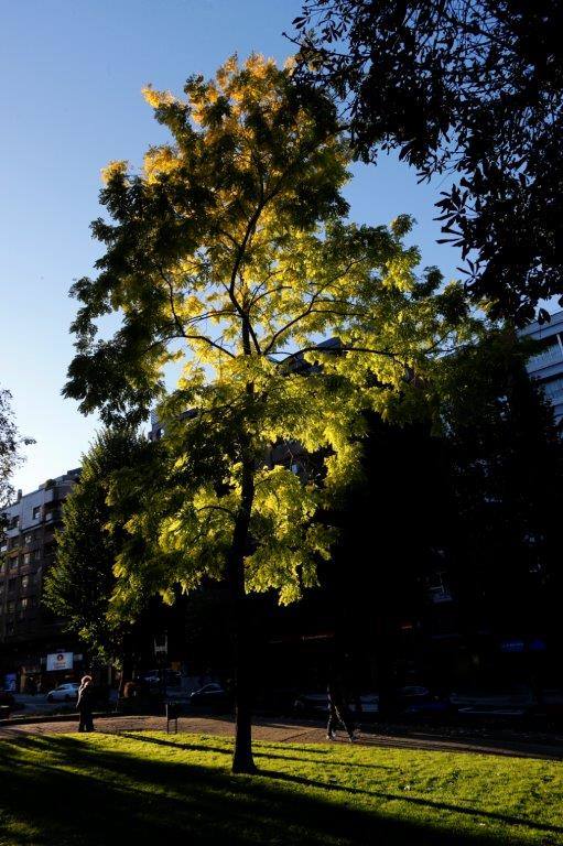 Ha llegado para quedarse... hasta diciembre, y ofrecernos unas espectaculares imágenes monocolor. Rincones bucólicos más propios de sueños de que despertares. Melancolía asturiana en verde y ocre.