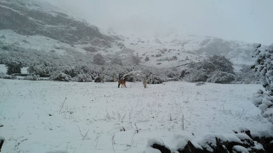 La ola de frío ha llegado a Asturias y ha cubierto las zonas de alta montaña de la región de blanco con las primeras nevadas