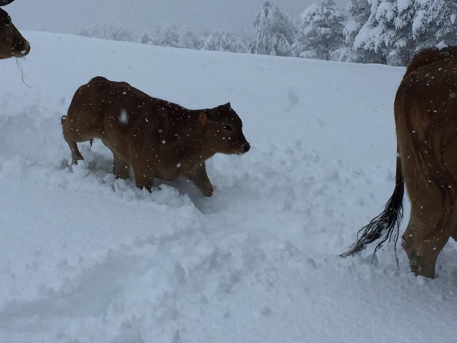 En líneas generales, la semana vendrá protagonizada por más inestabilidad hacia el oeste y menos probabilidad de lluvias hacia el oriente. Las temperaturas serán más altas y la cota de nieve será superior a los 1200/1400 metros
