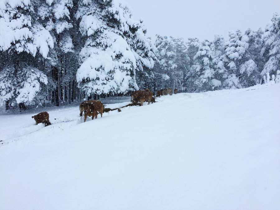 En líneas generales, la semana vendrá protagonizada por más inestabilidad hacia el oeste y menos probabilidad de lluvias hacia el oriente. Las temperaturas serán más altas y la cota de nieve será superior a los 1200/1400 metros