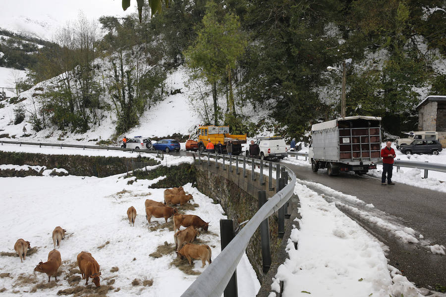 El Principado pide la ayuda de la Unidad Militar de Emergencias para hacer frente a las nevadas. 107 efectivos y 22 vehículos militares trabajan en la retirada de árboles caídos y en la apertura de carreteras en zonas del occidente. Esta mañana han rescatado, además, a una persona en Taladrid, en Ibias