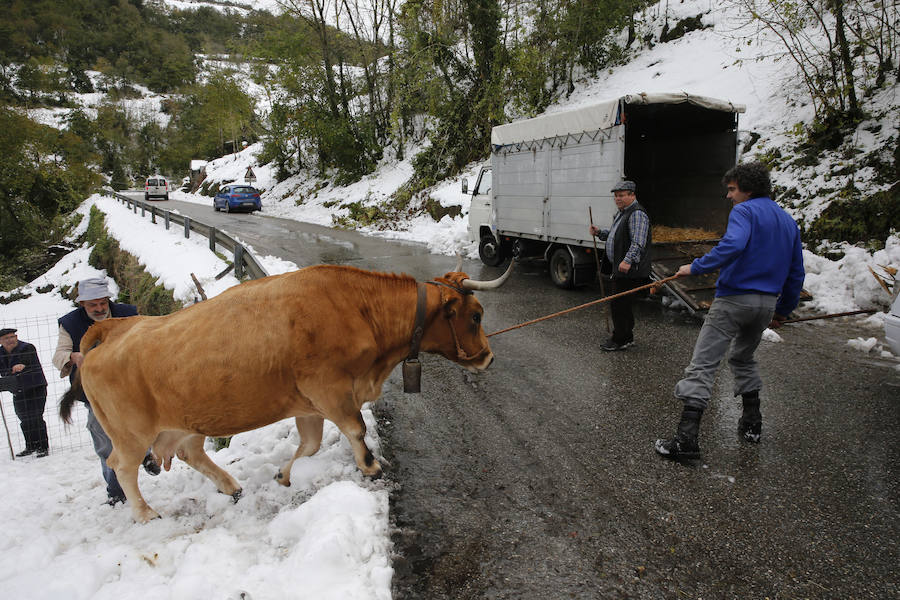 El Principado pide la ayuda de la Unidad Militar de Emergencias para hacer frente a las nevadas. 107 efectivos y 22 vehículos militares trabajan en la retirada de árboles caídos y en la apertura de carreteras en zonas del occidente. Esta mañana han rescatado, además, a una persona en Taladrid, en Ibias