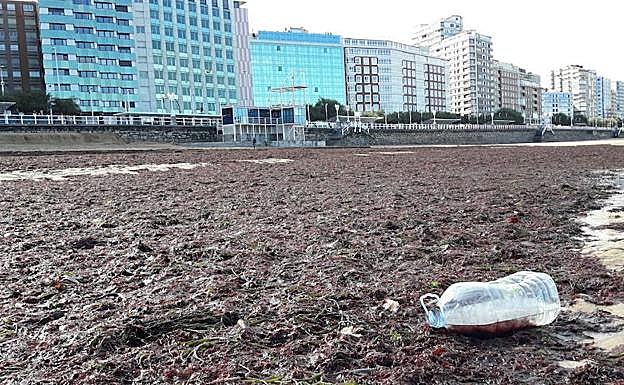 Algas y desperdicios en el principal arenal gijonés.