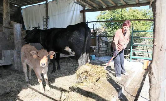 Mercedes Noval atiende al ganado en La Rebollá, en Celles.