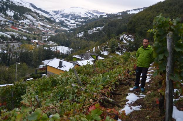 José María Martínez supervisa las vides dañadas por la nieve. 