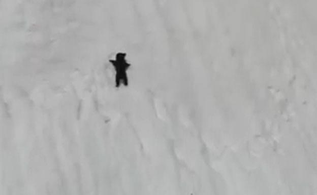 La triste historia tras el vídeo del osezno atrapado en la nieve