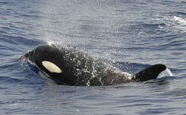 Las orcas comparten rasgos de personalidad con humanos y chimpancés