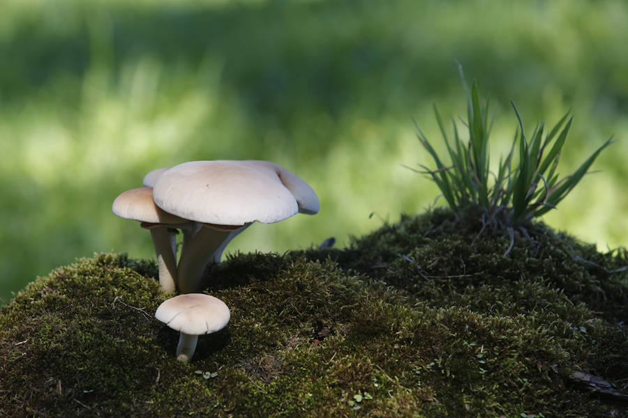 La luce colores tostados y brillantes que embellecen sus espacios públicos. 