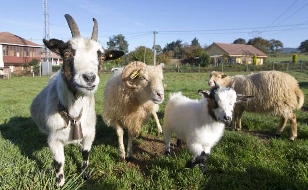 Cabras y ovejas enanas, entre las últimas en llegar al núcleo zoológico.