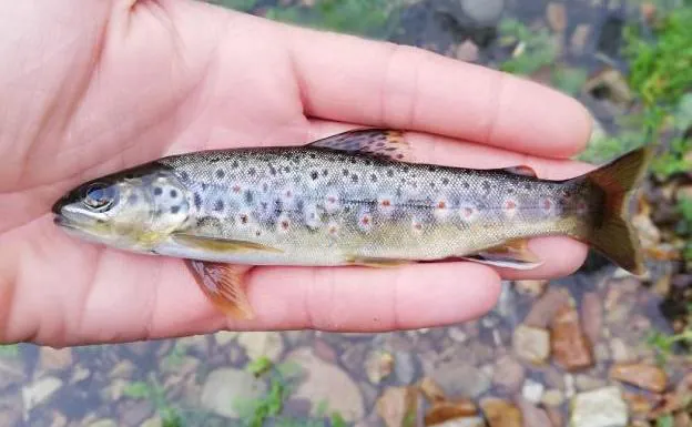 Aparecen decenas de truchas muertas en el río Negro, en Luarca