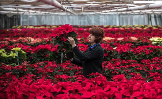 Una mujer observa con una flor de Pascua (poinsettia) en el invernadero. 