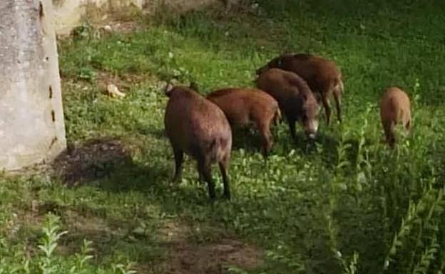 La Policía Local de Oviedo perseguirá a quien alimente a jabalíes en el municipio