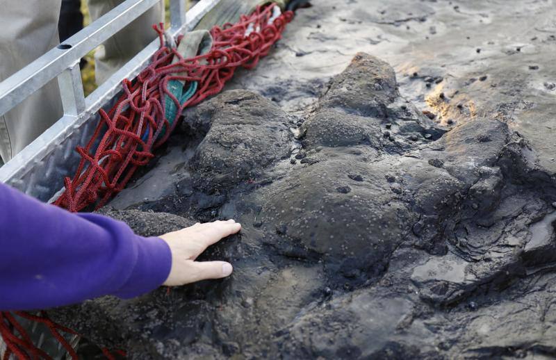 El equipo científico del Museo del Jurásico de Asturias (MUJA) ha recuperado hoy una huella de terópodo, un dinosaurio bípedo y carnívoro, de los acantilados de Tazones, en Villaviciosa, con la ayuda del helicóptero de Bomberos del Servicio de Emergencias del Principado de Asturias (SEPA)