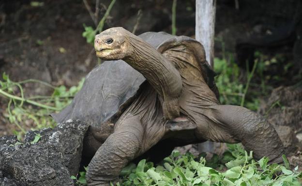 López-Otín desvela las claves del envejecimiento gracias a las tortugas gigantes