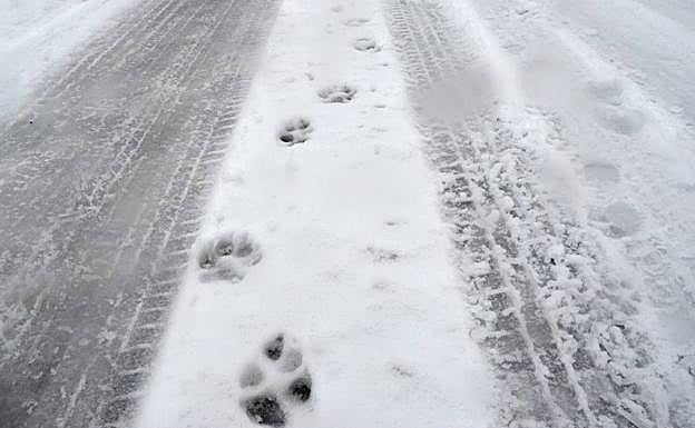 La Guardia Civil informa sobre cómo actuar en caso de encontrar cachorros con hipotermia