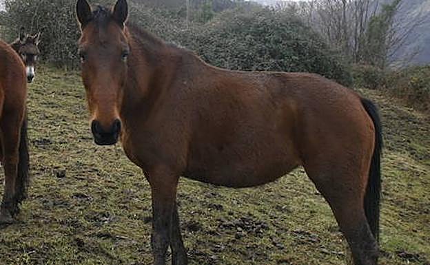 Imagen de archivo de una yegua 