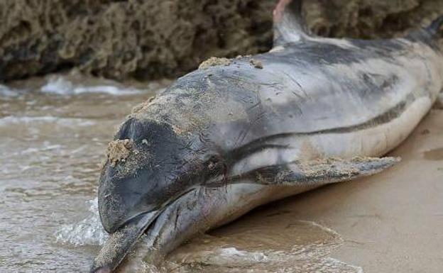 Imagen de archivo de un delfín muerto en una playa española. 