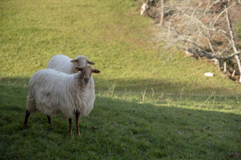 Un nuevo ataque del lobo ha sacudido, esta vez, a una pequeña ganadería piloñesa. A escasos metros de la localidad de Lozana, Loli Bermúdez y Víctor Molina comprobaban desolados esta mañana cómo los cánidos habían acabado con seis ovejas. Esta familia lleva más de dos décadas participando con algunos de sus animales en la tradicional cabalgata de Reyes de Gijón.