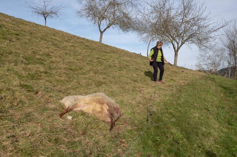 Un nuevo ataque del lobo ha sacudido, esta vez, a una pequeña ganadería piloñesa. A escasos metros de la localidad de Lozana, Loli Bermúdez y Víctor Molina comprobaban desolados esta mañana cómo los cánidos habían acabado con seis ovejas. Esta familia lleva más de dos décadas participando con algunos de sus animales en la tradicional cabalgata de Reyes de Gijón.