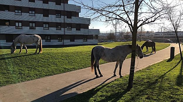 Varios caballos, de paseo por El Cerillero
