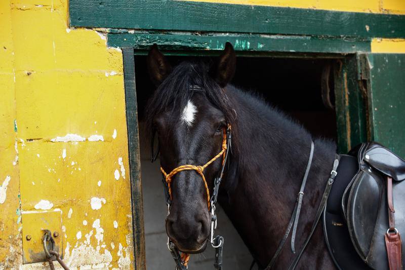 El concejo suma cinco escuelas y clubes de equitación con más de medio centenar de caballos. El cierre del Asturcón dispara la afición con una oferta de centros ecuestres que va desde lo puramente formativoa la cría de animales o la equitación terapéutica