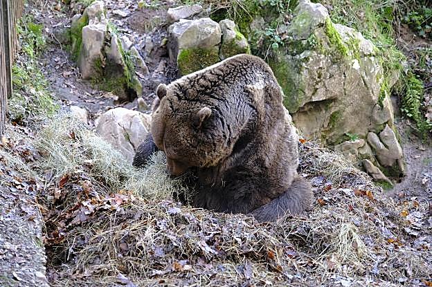 El gran oso pardo se prepara una cama para aislarse del frío.