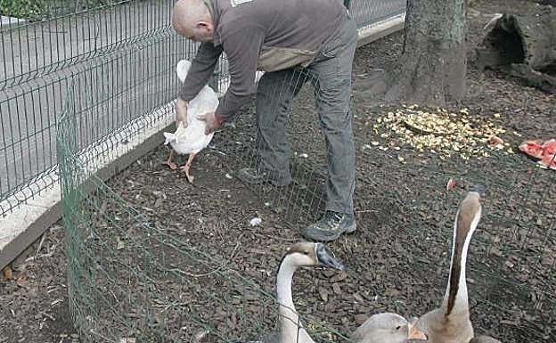 El cuidador del parque con unas ocas en el aviario. 