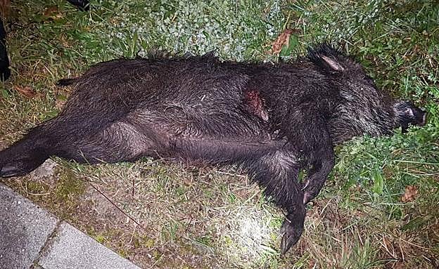 El jabalí abatido por la Policía Local de Gijón en el barrio de Viesques.