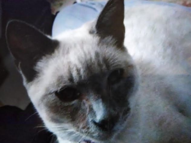 Piden ayuda para encontrar a 'Kira', una gata perdida en La Camocha