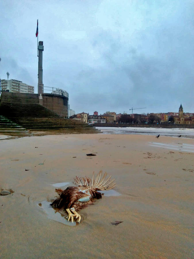 El Piles al límite de su capacidad baja con las aguas turbias y las consecuencias del temporal se dejan ver en distintos puntos de la ciudad