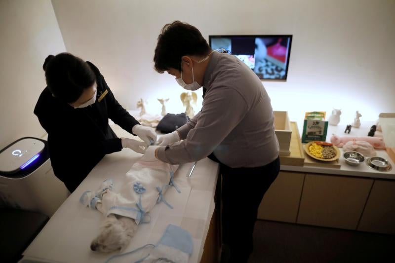 Sucede en Corea del Sur. Un país donde la industria en relación a los animales de compañía ha crecido impulsada por los mismos factores que han hecho descender la tasa de natalidad al nivel más bajo del mundo: el elevado coste de la educación y la vivienda y las jornadas laborales extremadamente largas. Los hogares que poseen mascotas aumentaron un 28 % en 2018. Las ofertas de las compañías para su cuidado incluyen dietas personalizadas, sesiones fotográficas y hasta funerales.