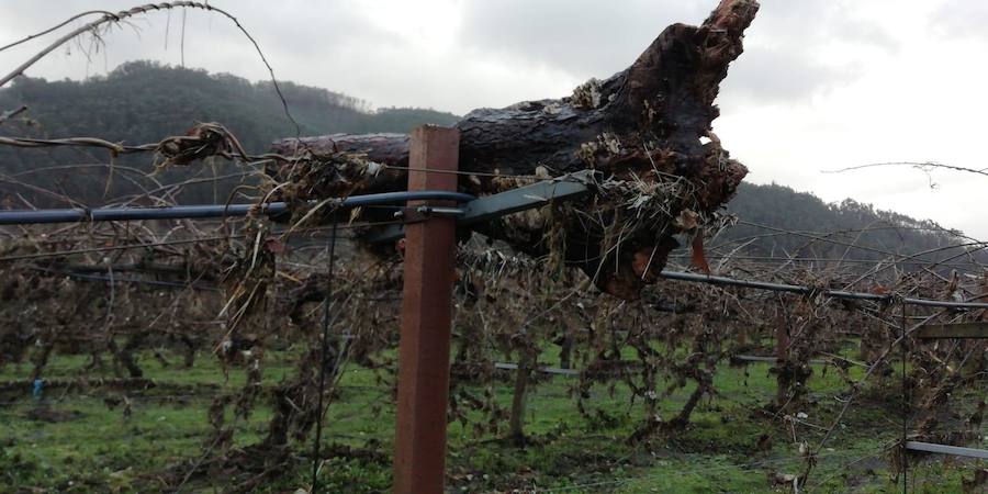 Las fuertes lluvias dejaron los cultivos cubiertos de fango y restos de plásticos y la maquinaria inservible