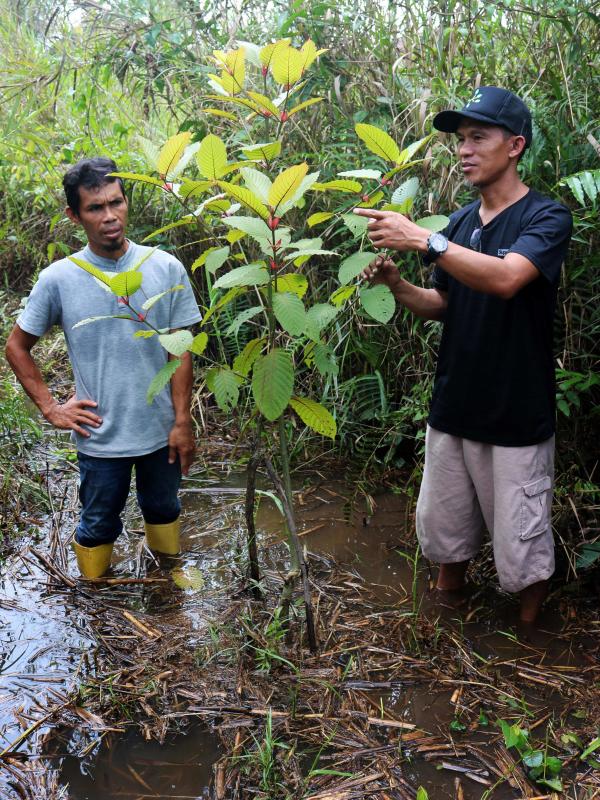 Indonesia se ha convirtido en la capital de exportación del kratom, un arbusto al que sus defensores atribuyen múltiples beneficios. Sus detractores, en cambio, advierten de que incrementa el riesgo de adicción, de abuso y dependencia. Su consumo se ha extendido por más de treinta países y preocupa sobre todo en Estados Unidos, Canadá y Europa.