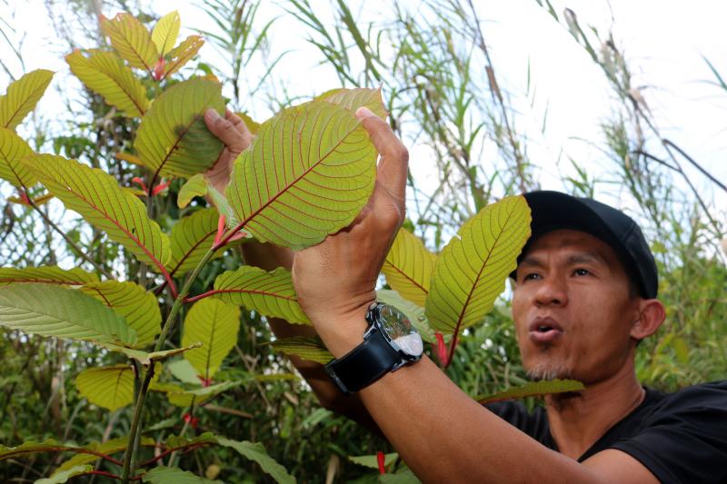 Indonesia se ha convirtido en la capital de exportación del kratom, un arbusto al que sus defensores atribuyen múltiples beneficios. Sus detractores, en cambio, advierten de que incrementa el riesgo de adicción, de abuso y dependencia. Su consumo se ha extendido por más de treinta países y preocupa sobre todo en Estados Unidos, Canadá y Europa.