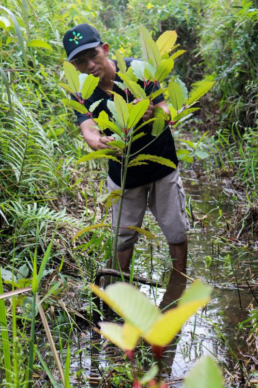 Indonesia se ha convirtido en la capital de exportación del kratom, un arbusto al que sus defensores atribuyen múltiples beneficios. Sus detractores, en cambio, advierten de que incrementa el riesgo de adicción, de abuso y dependencia. Su consumo se ha extendido por más de treinta países y preocupa sobre todo en Estados Unidos, Canadá y Europa.