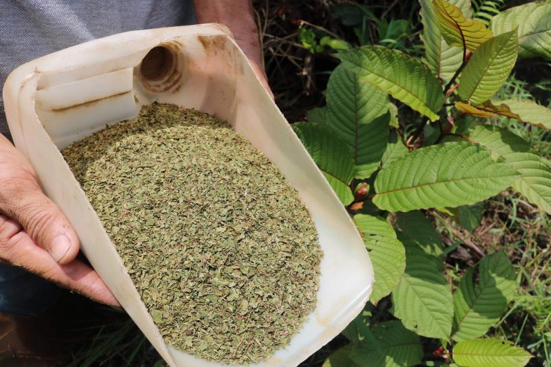 Indonesia se ha convirtido en la capital de exportación del kratom, un arbusto al que sus defensores atribuyen múltiples beneficios. Sus detractores, en cambio, advierten de que incrementa el riesgo de adicción, de abuso y dependencia. Su consumo se ha extendido por más de treinta países y preocupa sobre todo en Estados Unidos, Canadá y Europa.