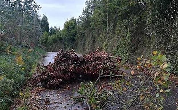Rachas de 121 kilómetros por hora tumban árboles y cierran parte de Feve