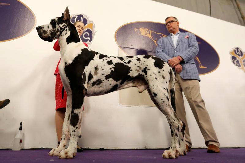 El Westminster Kennel Club, el certamen más antiguo de perros de pura raza de Estados Unidos, llega a su 143 edición con un su habitual alarde de elegancia y belleza entre los participantes. 