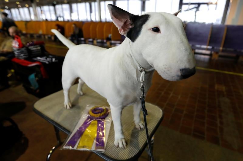 El Westminster Kennel Club, el certamen más antiguo de perros de pura raza de Estados Unidos, llega a su 143 edición con un su habitual alarde de elegancia y belleza entre los participantes. 
