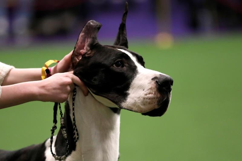 El Westminster Kennel Club, el certamen más antiguo de perros de pura raza de Estados Unidos, llega a su 143 edición con un su habitual alarde de elegancia y belleza entre los participantes. 