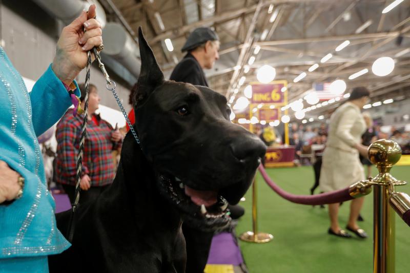 El Westminster Kennel Club, el certamen más antiguo de perros de pura raza de Estados Unidos, llega a su 143 edición con un su habitual alarde de elegancia y belleza entre los participantes. 