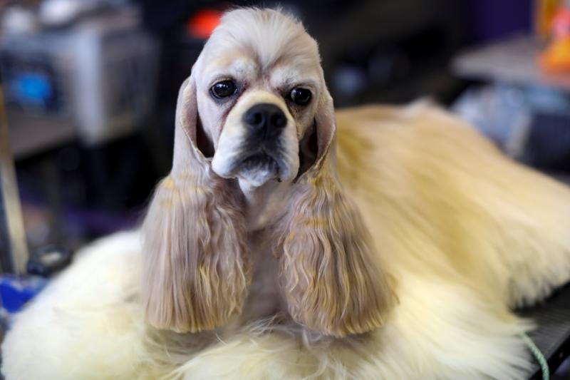 El Westminster Kennel Club, el certamen más antiguo de perros de pura raza de Estados Unidos, llega a su 143 edición con un su habitual alarde de elegancia y belleza entre los participantes. 