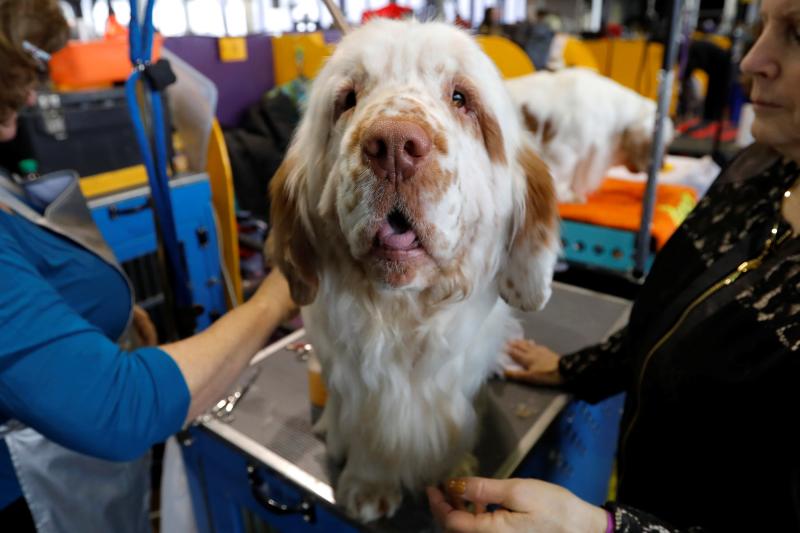 El Westminster Kennel Club, el certamen más antiguo de perros de pura raza de Estados Unidos, llega a su 143 edición con un su habitual alarde de elegancia y belleza entre los participantes. 