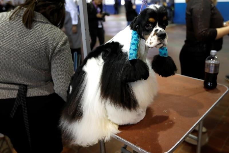 El Westminster Kennel Club, el certamen más antiguo de perros de pura raza de Estados Unidos, llega a su 143 edición con un su habitual alarde de elegancia y belleza entre los participantes. 