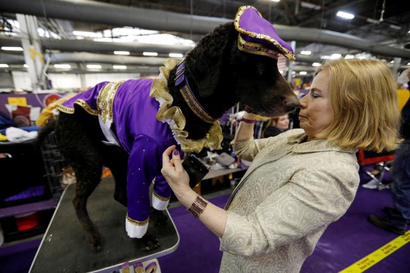 El Westminster Kennel Club, el certamen más antiguo de perros de pura raza de Estados Unidos, llega a su 143 edición con un su habitual alarde de elegancia y belleza entre los participantes. 